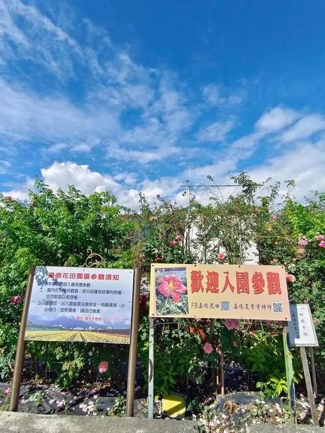 【花蓮.吉安】免費景點推薦。嘉德花田秋季限定扶桑花+百合+紅薔薇。寵物友善