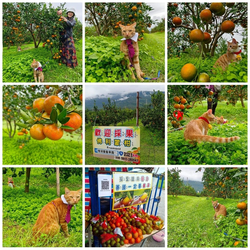 【花蓮.壽豐】樹湖豐慶果園。秋季限定自採橘子園。寵物友善老闆超級親切免費試吃