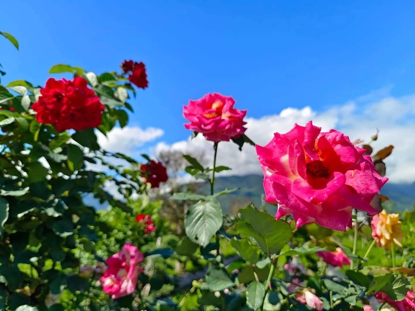 【花蓮.吉安】免費景點推薦。嘉德花田秋季限定扶桑花+百合+紅薔薇。寵物友善
