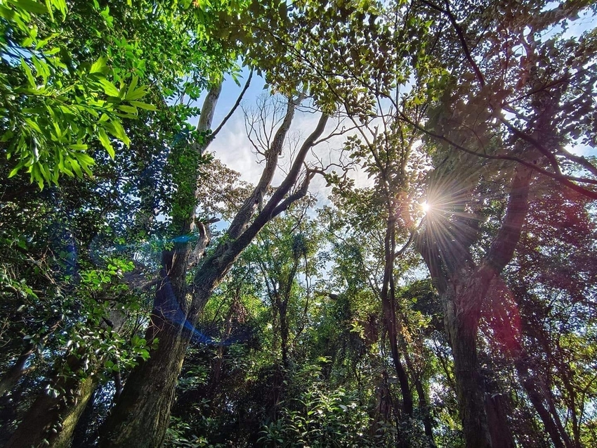 【新北.三峽】五寮尖北部三大岩場之一。克服懼高症最佳挑戰。30公尺峭壁沿路不斷拉繩攀爬+超美稜線