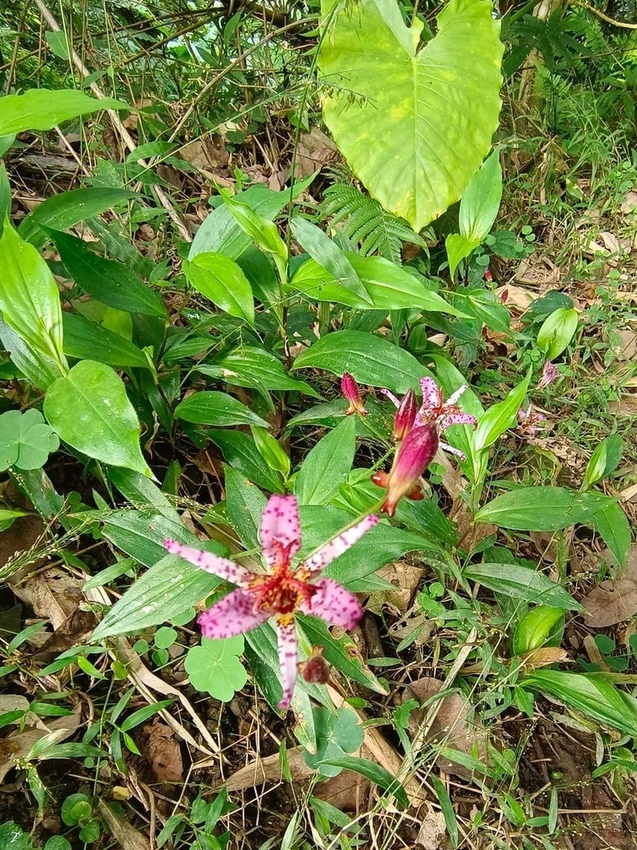 【新北.三峽】五寮尖北部三大岩場之一。克服懼高症最佳挑戰。30公尺峭壁沿路不斷拉繩攀爬+超美稜線