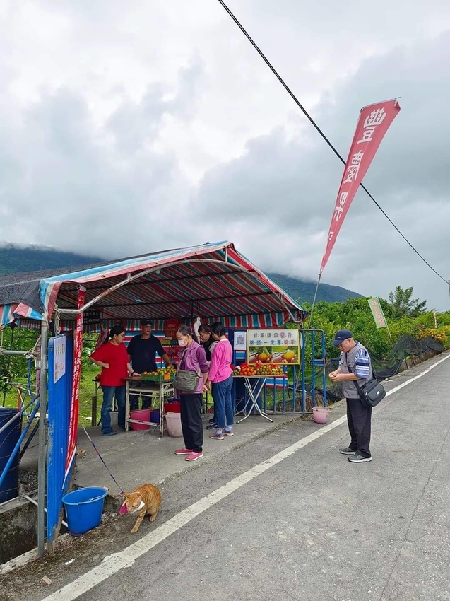 【花蓮.壽豐】樹湖豐慶果園。秋季限定自採橘子園。寵物友善老闆超級親切免費試吃