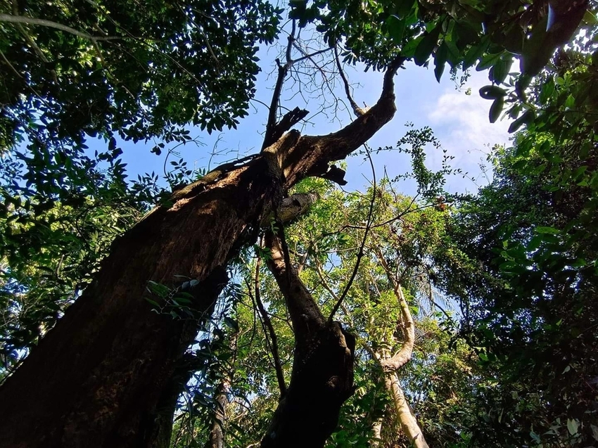 【新北.三峽】五寮尖北部三大岩場之一。克服懼高症最佳挑戰。30公尺峭壁沿路不斷拉繩攀爬+超美稜線