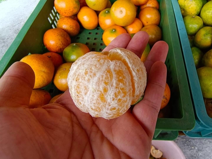 【花蓮.壽豐】樹湖豐慶果園。秋季限定自採橘子園。寵物友善老闆超級親切免費試吃