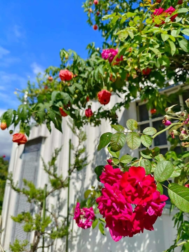 【花蓮.吉安】免費景點推薦。嘉德花田秋季限定扶桑花+百合+紅薔薇。寵物友善