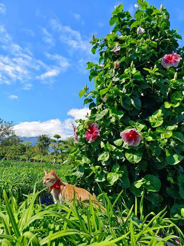 【花蓮.吉安】免費景點推薦。嘉德花田秋季限定扶桑花+百合+紅薔薇。寵物友善