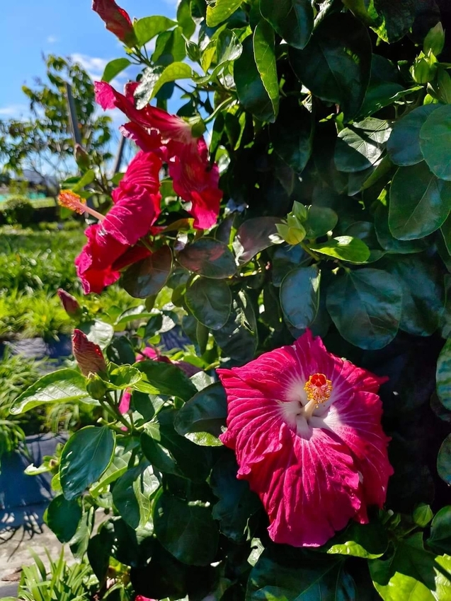 【花蓮.吉安】免費景點推薦。嘉德花田秋季限定扶桑花+百合+紅薔薇。寵物友善