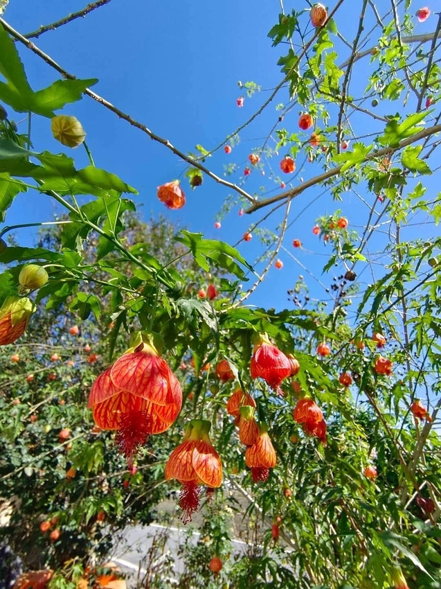 【花蓮.吉安】免費景點推薦。嘉德花田秋季限定扶桑花+百合+紅薔薇。寵物友善