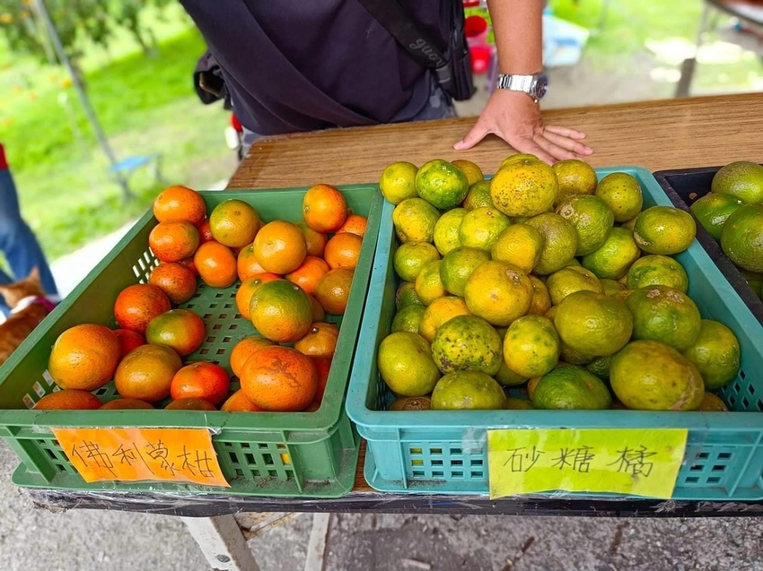 【花蓮.壽豐】樹湖豐慶果園。秋季限定自採橘子園。寵物友善老闆超級親切免費試吃