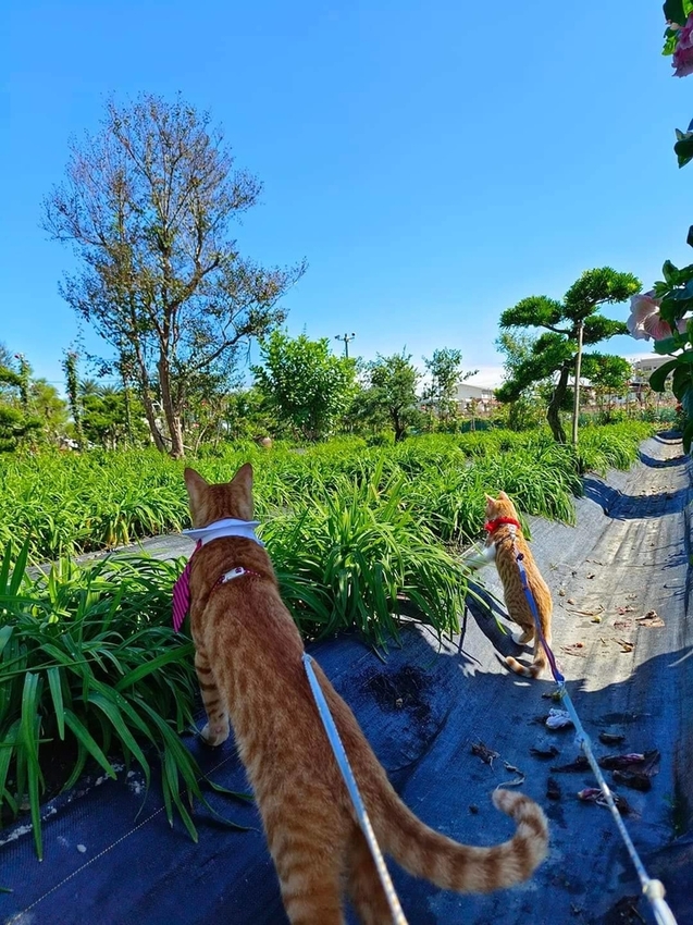 【花蓮.吉安】免費景點推薦。嘉德花田秋季限定扶桑花+百合+紅薔薇。寵物友善