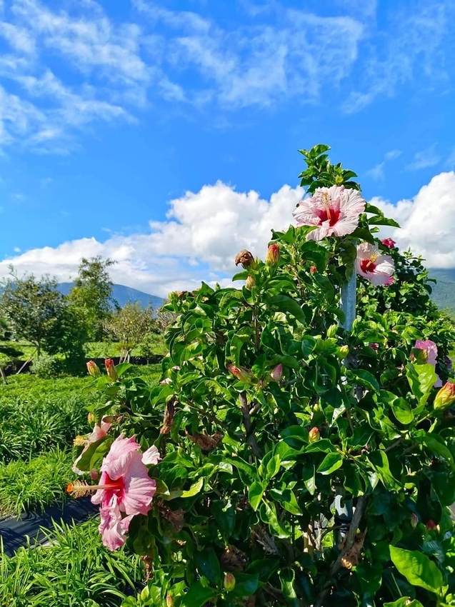 【花蓮.吉安】免費景點推薦。嘉德花田秋季限定扶桑花+百合+紅薔薇。寵物友善