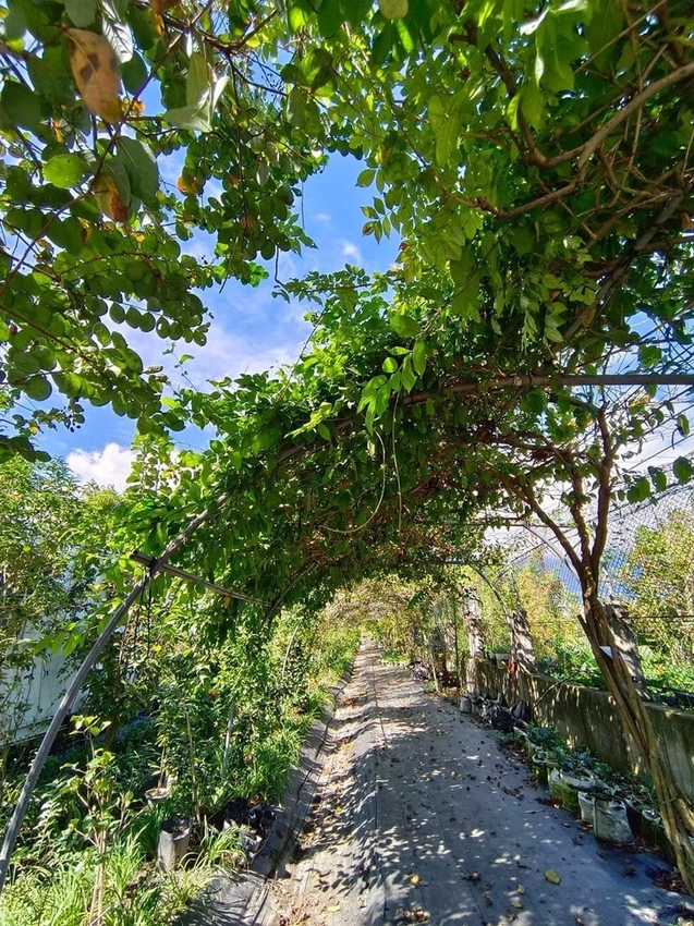 【花蓮.吉安】免費景點推薦。嘉德花田秋季限定扶桑花+百合+紅薔薇。寵物友善