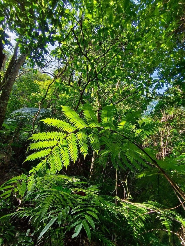 【新北.三峽】五寮尖北部三大岩場之一。克服懼高症最佳挑戰。30公尺峭壁沿路不斷拉繩攀爬+超美稜線