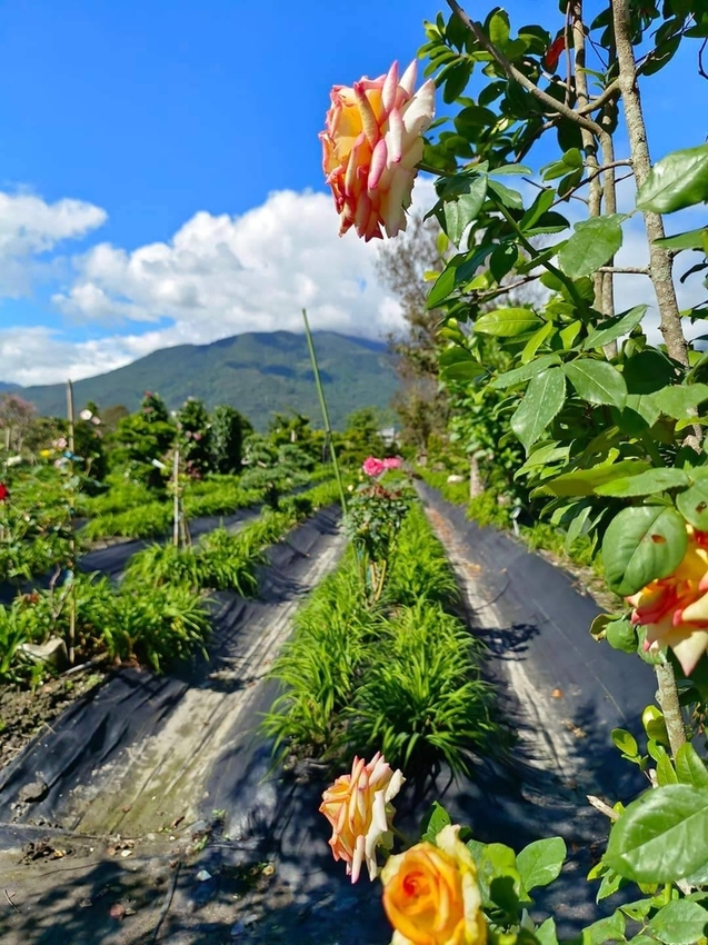 【花蓮.吉安】免費景點推薦。嘉德花田秋季限定扶桑花+百合+紅薔薇。寵物友善