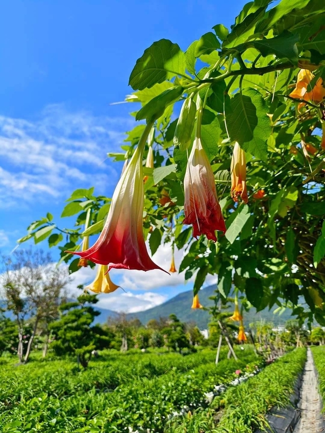 【花蓮.吉安】免費景點推薦。嘉德花田秋季限定扶桑花+百合+紅薔薇。寵物友善