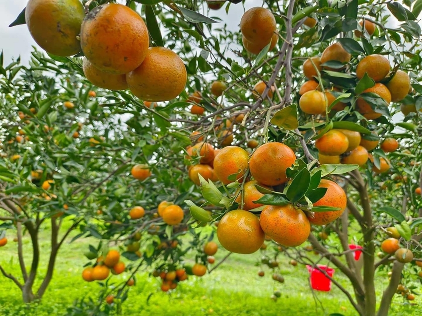 【花蓮.壽豐】樹湖豐慶果園。秋季限定自採橘子園。寵物友善老闆超級親切免費試吃