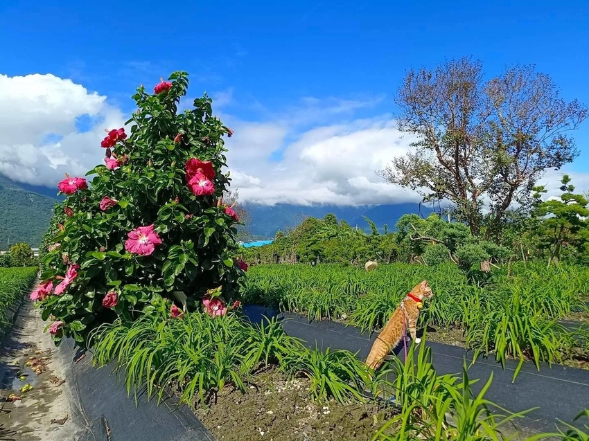 【花蓮.吉安】免費景點推薦。嘉德花田秋季限定扶桑花+百合+紅薔薇。寵物友善