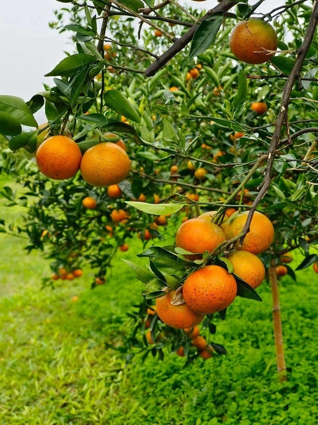 【花蓮.壽豐】樹湖豐慶果園。秋季限定自採橘子園。寵物友善老闆超級親切免費試吃