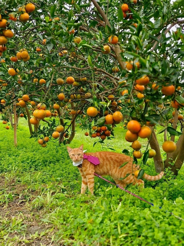 【花蓮.壽豐】樹湖豐慶果園。秋季限定自採橘子園。寵物友善老闆超級親切免費試吃
