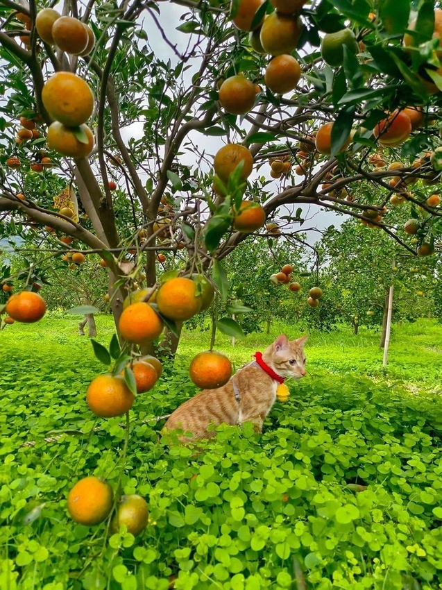 【花蓮.壽豐】樹湖豐慶果園。秋季限定自採橘子園。寵物友善老闆超級親切免費試吃
