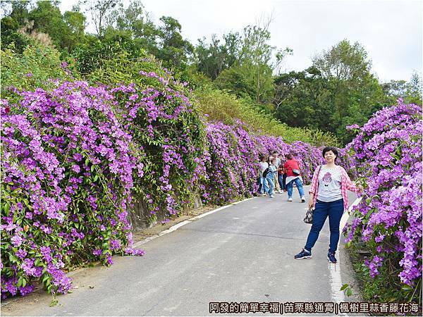 楓樹里蒜香藤花海14-蒜香藤花海步道.JPG