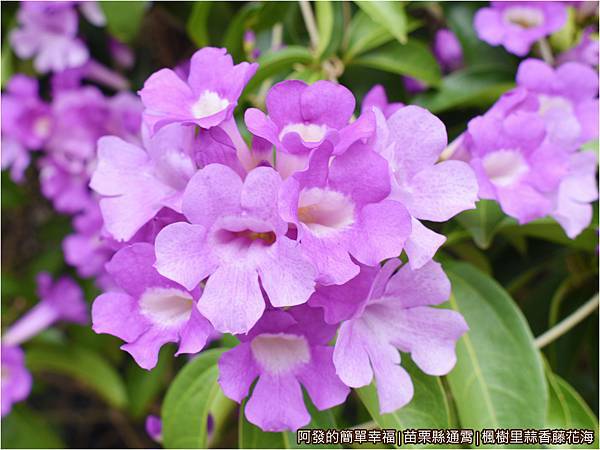 楓樹里蒜香藤花海10-蒜香藤花特寫.JPG