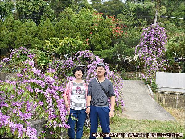 楓樹里蒜香藤花海08-田埂旁的蒜香藤留影.JPG