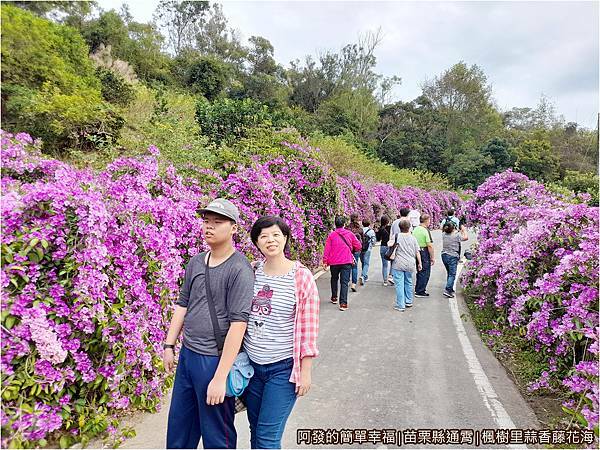 楓樹里蒜香藤花海13-蒜香藤花海步道入口留影.jpg