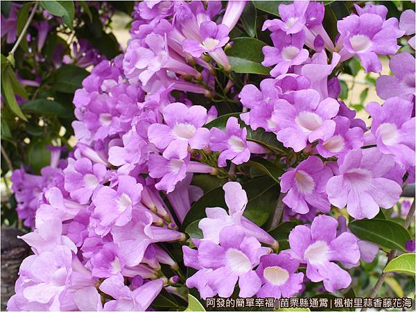 楓樹里蒜香藤花海06-蒜香藤花特寫.JPG