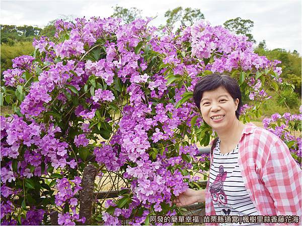 楓樹里蒜香藤花海05-一旁留影.JPG