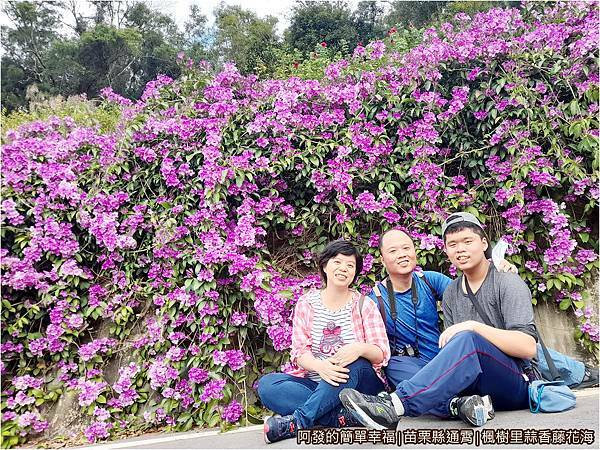 楓樹里蒜香藤花海18-留影.jpg