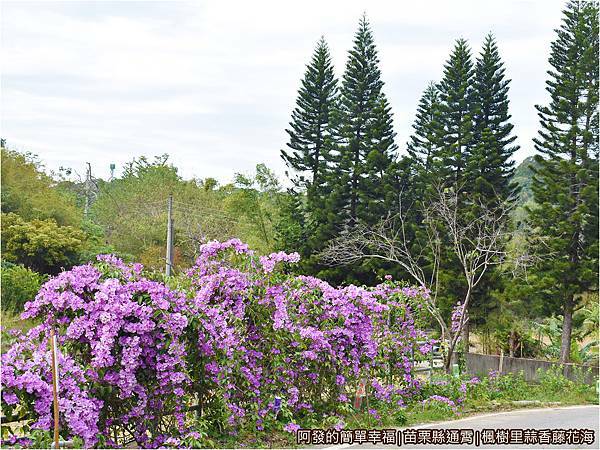 楓樹里蒜香藤花海03-路旁的蒜香藤叢.JPG
