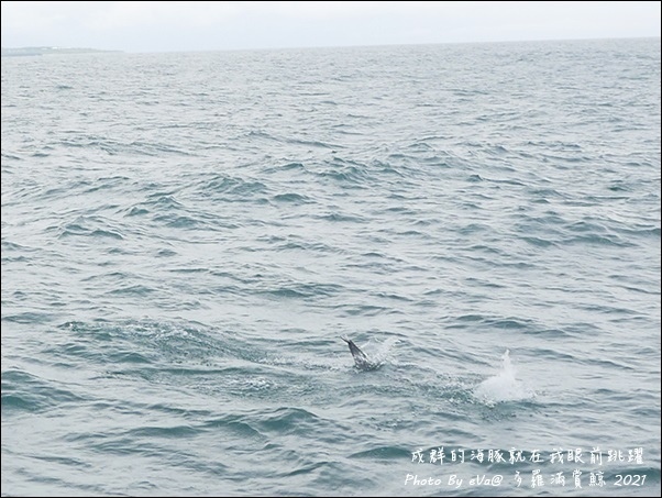 多羅滿賞鯨-23.jpg
