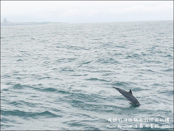 多羅滿賞鯨-22.jpg