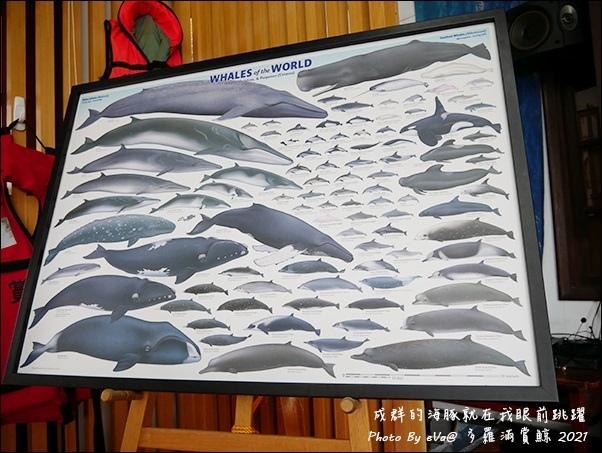 多羅滿賞鯨-11.jpg