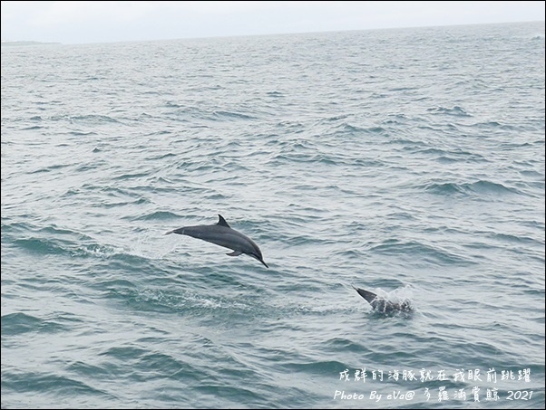 多羅滿賞鯨-21.jpg