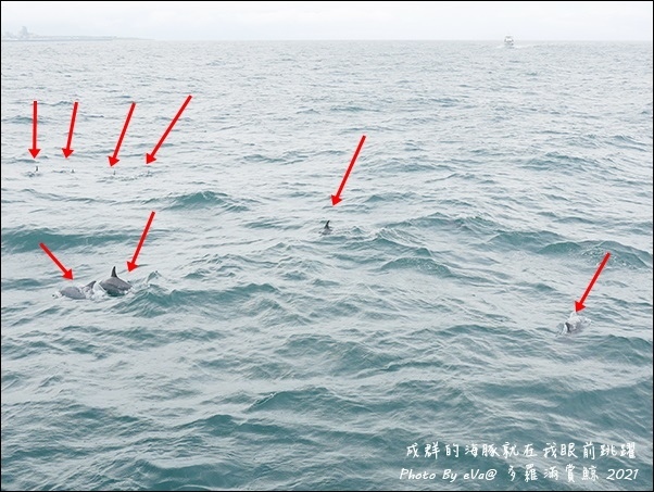 多羅滿賞鯨-19.jpg