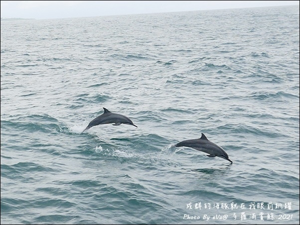 多羅滿賞鯨-20.jpg