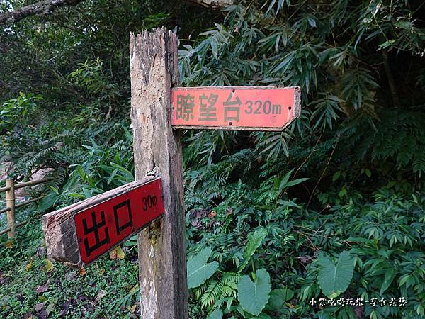 瑪西賞桐步道 (4).jpg