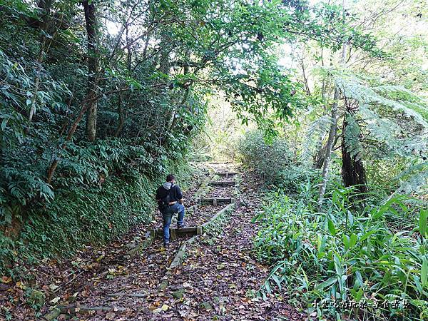 瑪西賞桐步道 (5).jpg