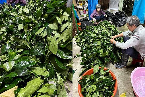 採收藍草-大菁休閒農場 .jpg