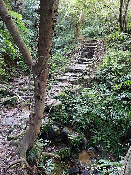 瑪西賞桐步道 (2).jpg