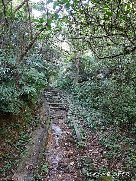 瑪西賞桐步道 (6).jpg