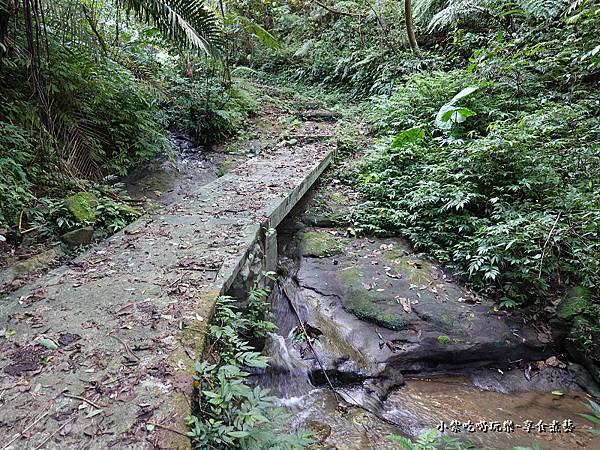 瑪西賞桐步道 (8).jpg