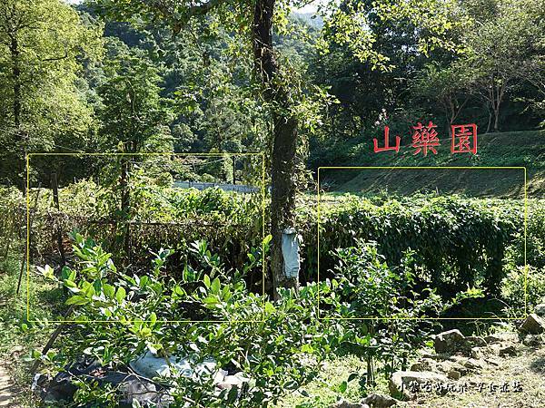 山藥園-大菁休閒農場 (1).jpg