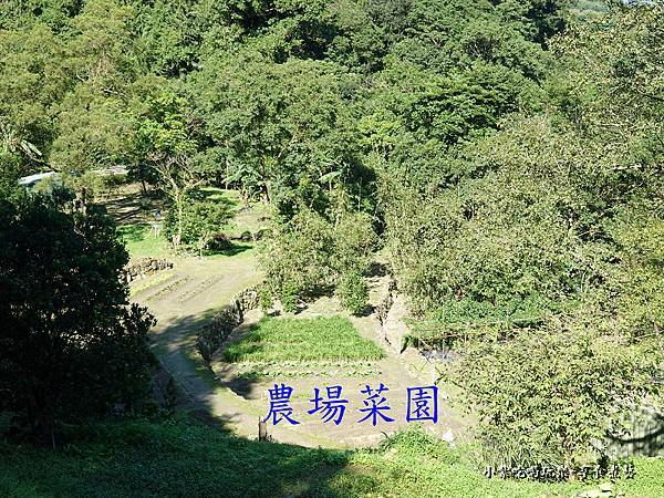 菜園-大菁休閒農場 (1).jpg