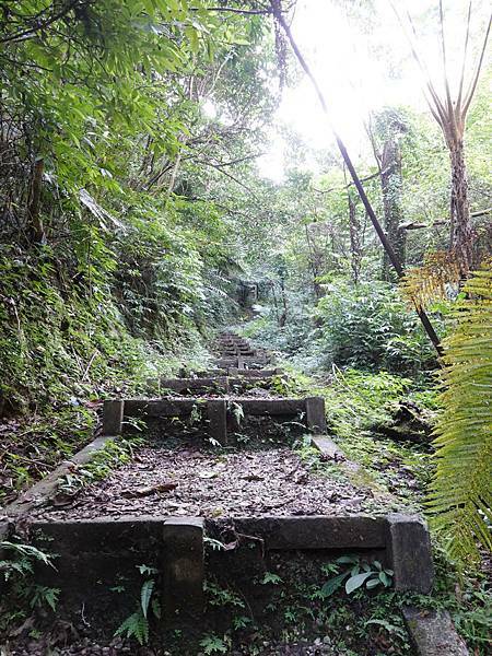 瑪西桐花步道 (13).JPG