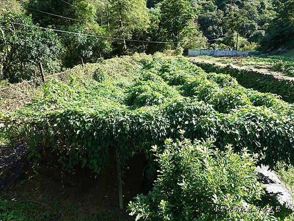 山藥園-大菁休閒農場 (2).jpg