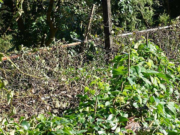 白雪玉山藥-大菁休閒農場  (2).jpg