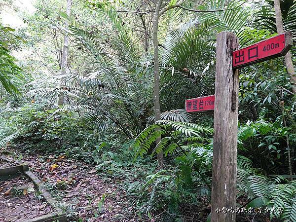 瑪西賞桐步道 (7).jpg